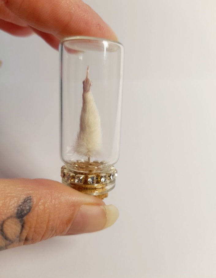 A Very Naughty White Mouse Arm In A Glass Vial
