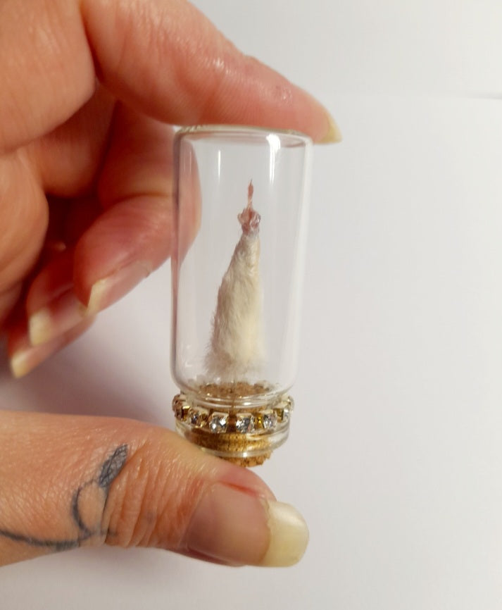 A Very Naughty White Mouse Arm In A Glass Vial