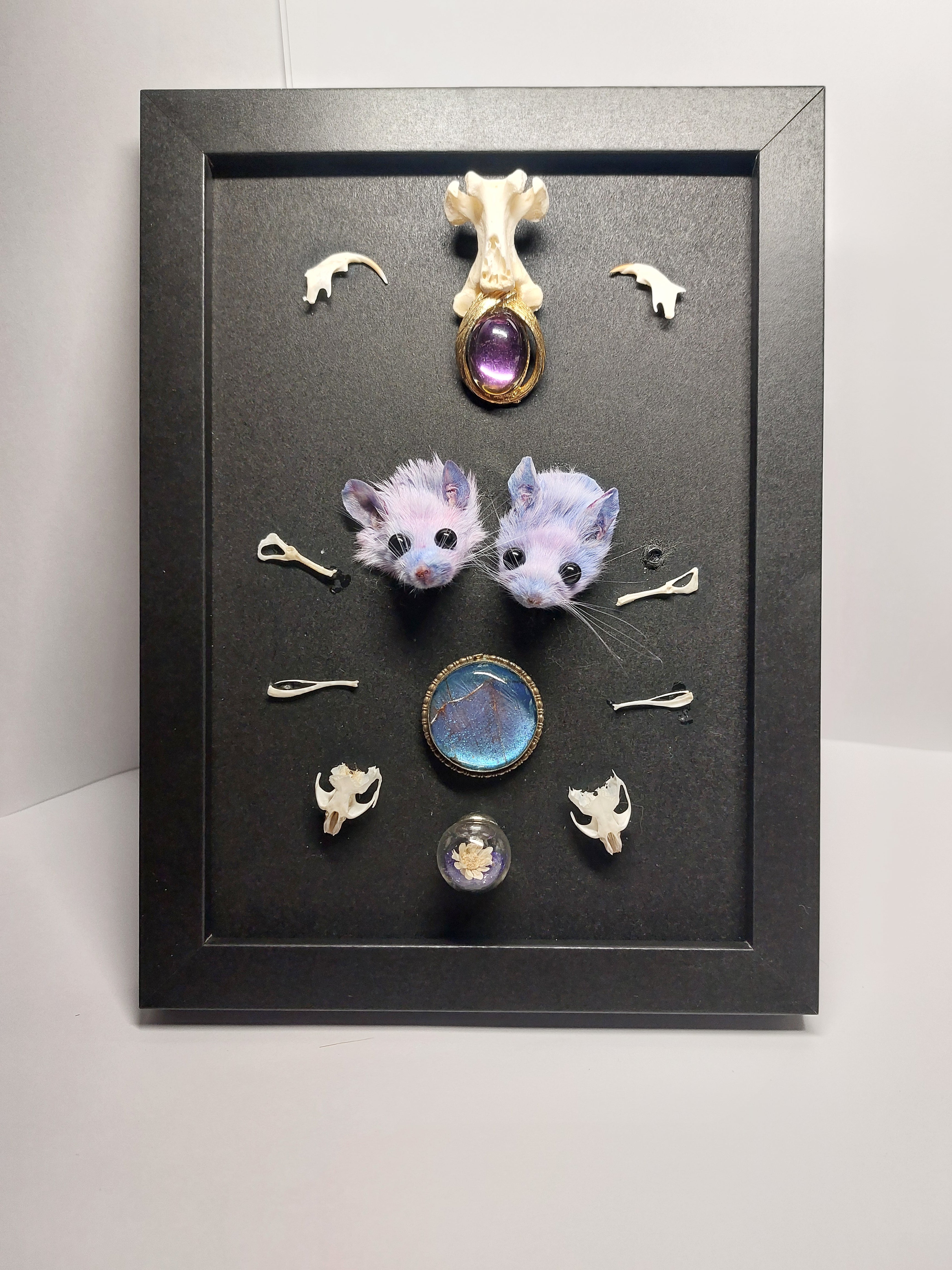 Double Trouble Taxidermy Mouse Head Oddity Frame