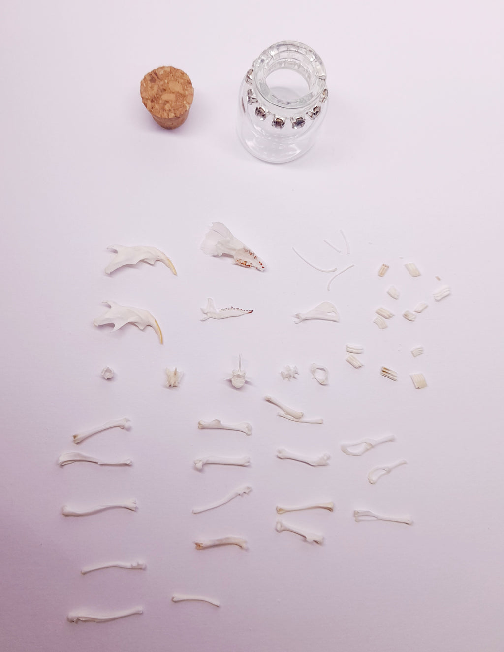Rodent Bones In Bottle