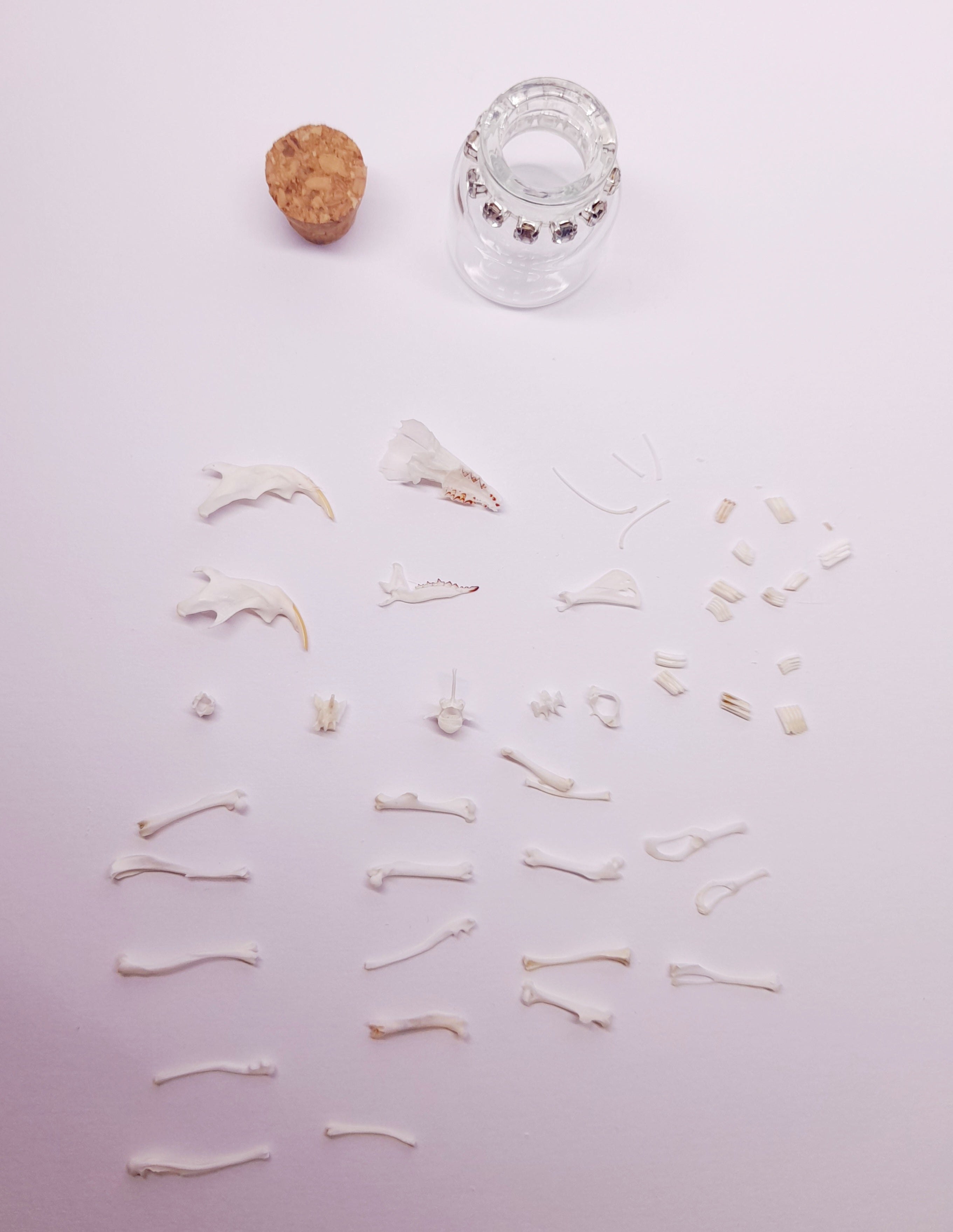 Rodent Bones In Bottle