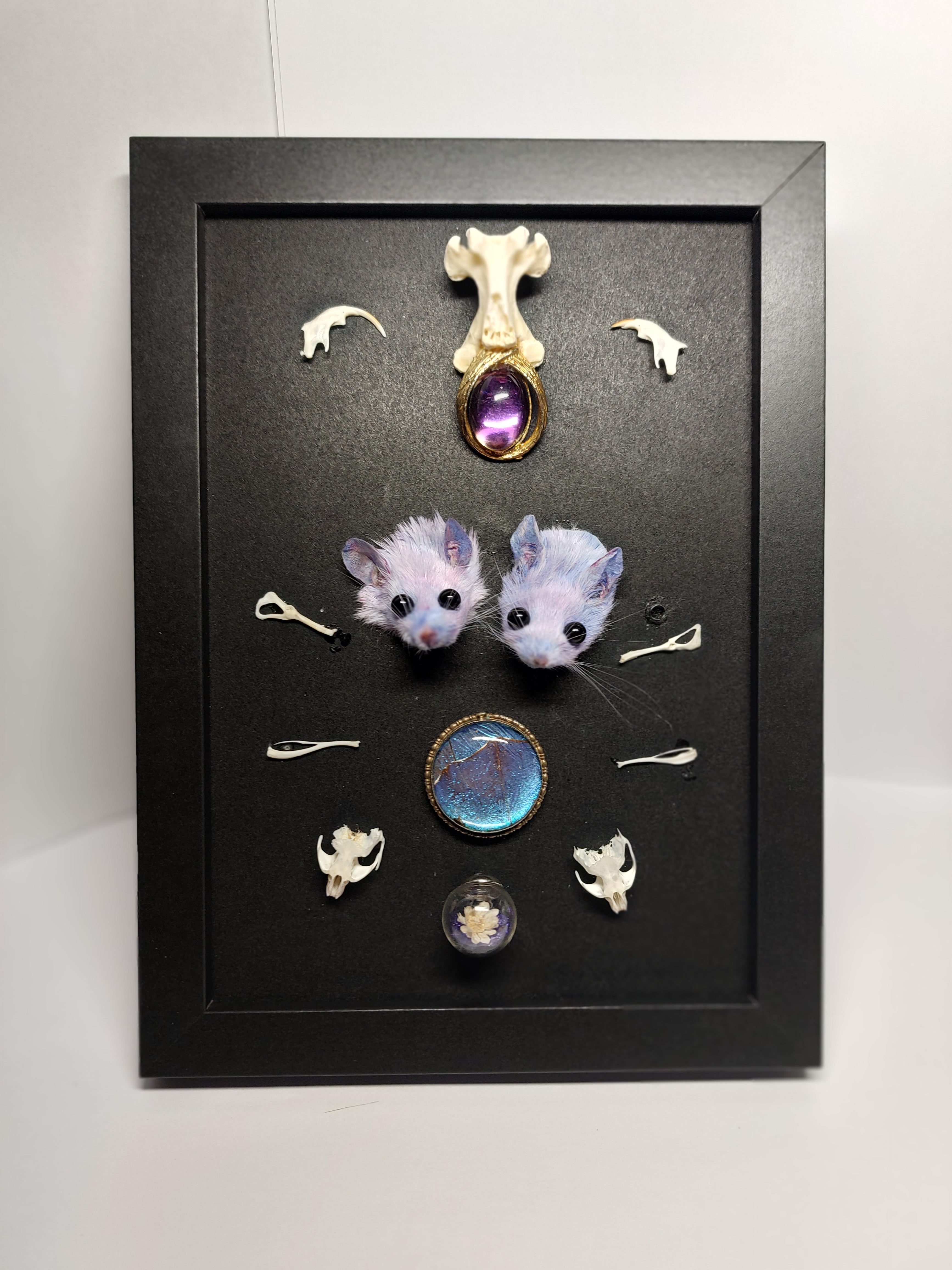 Double Trouble Taxidermy Mouse Head Oddity Frame