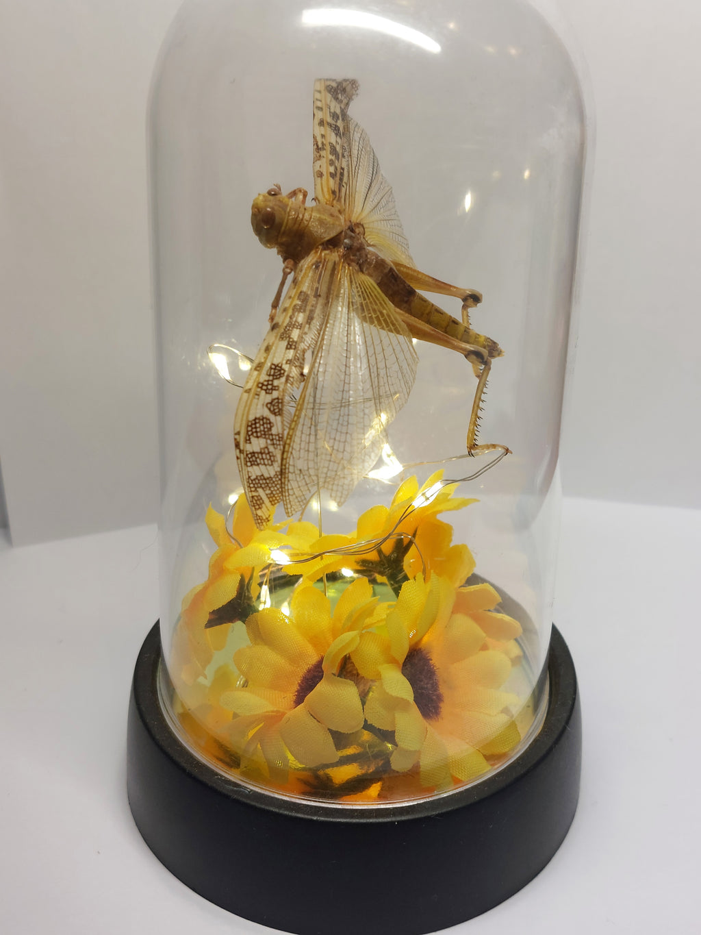 Locust In Light Up Dome