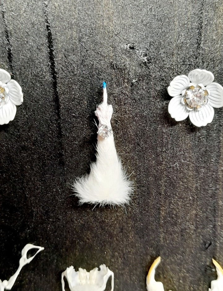 Very Rude Taxidermy & Rodent Bone 6x4 Frame