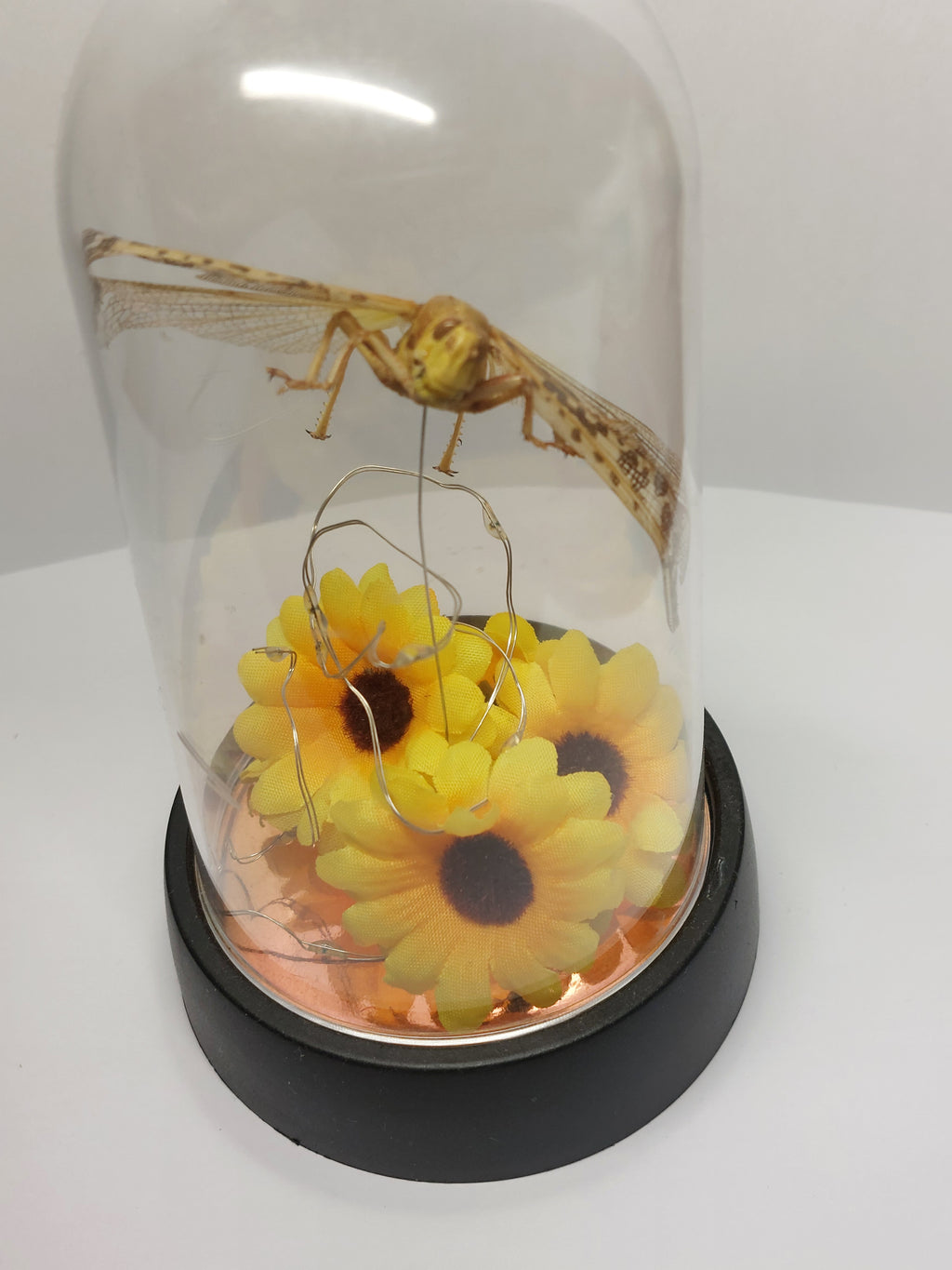 Locust In Light Up Dome