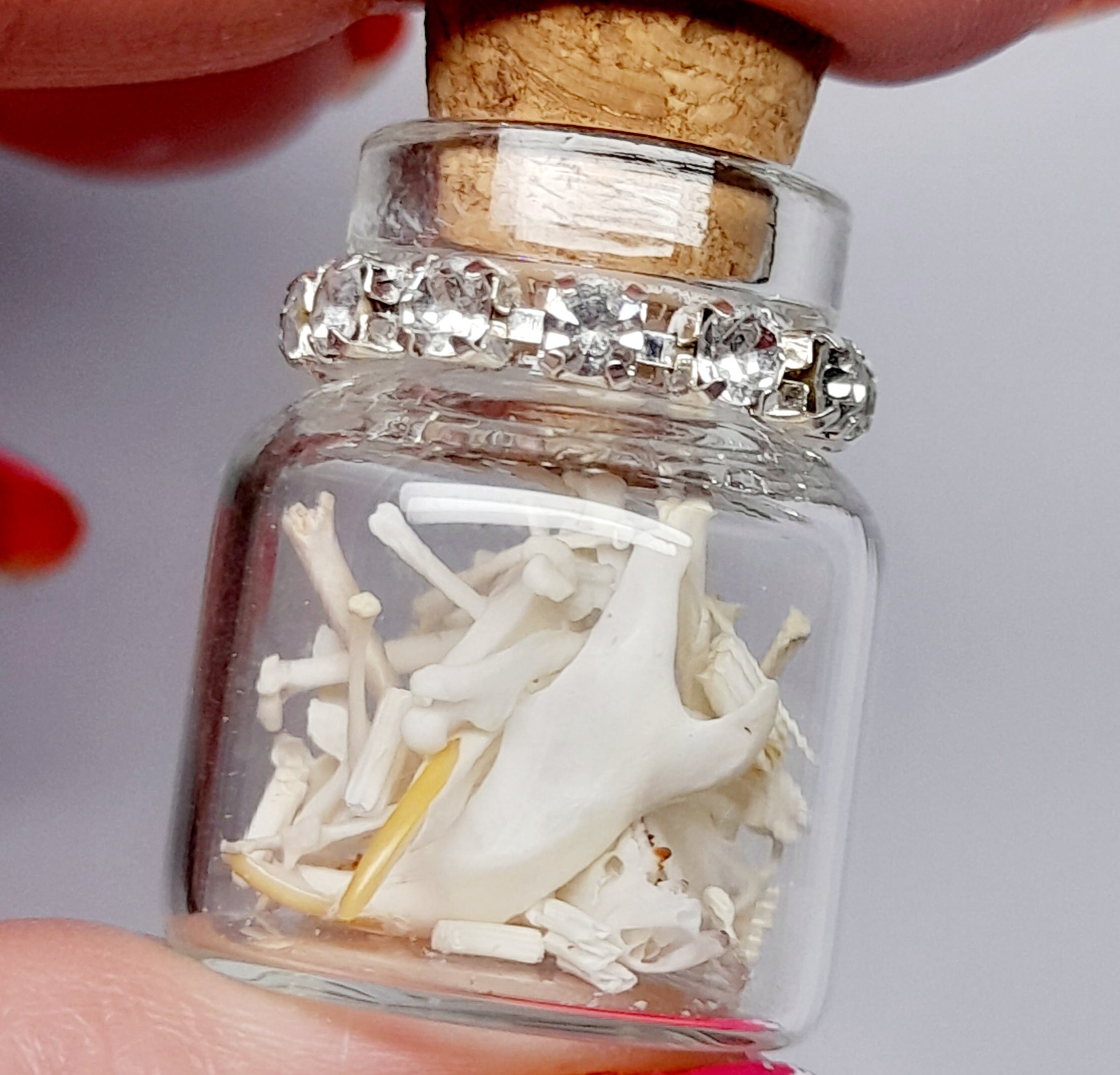Rodent Bones In Bottle