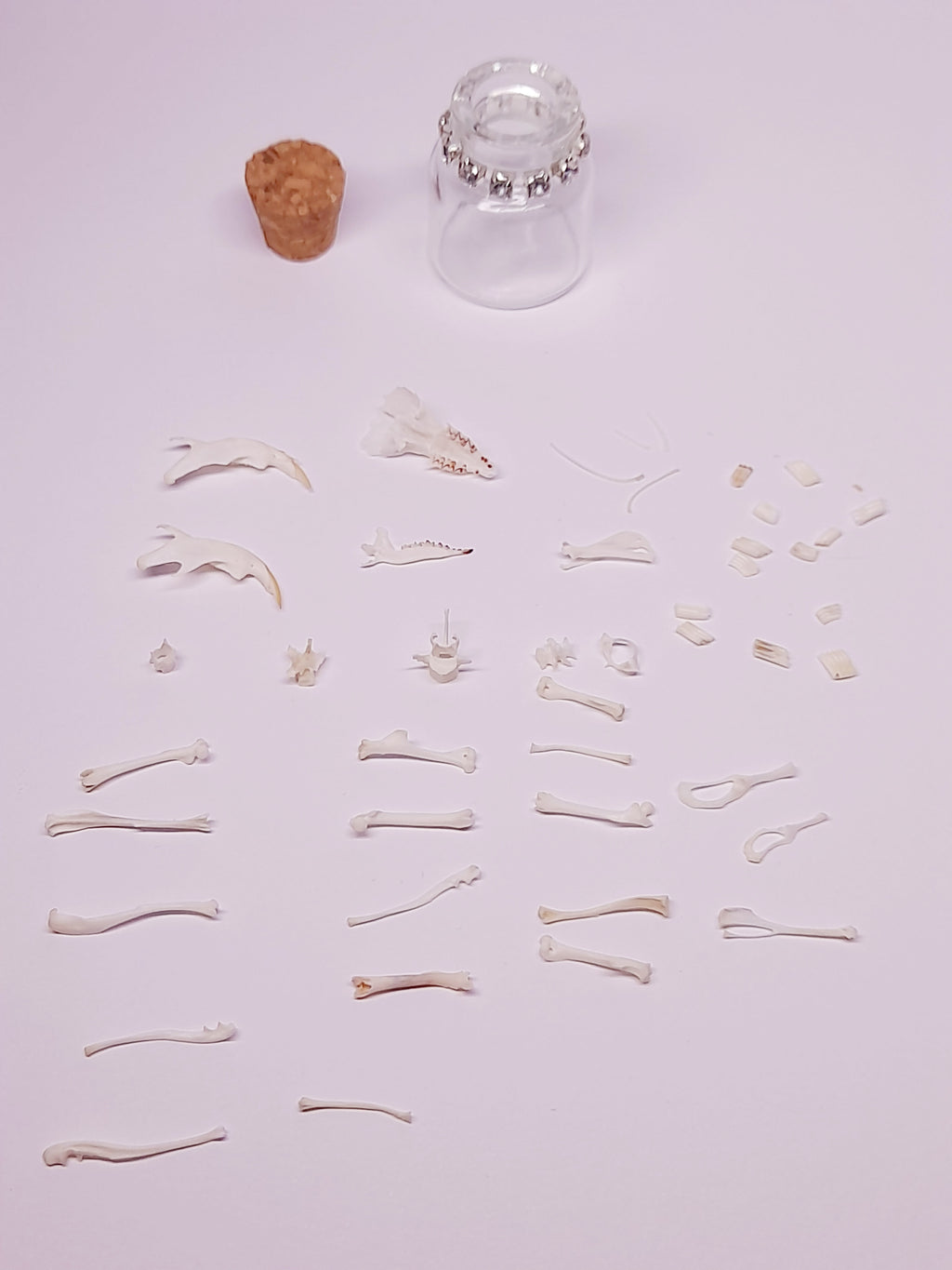 Rodent Bones In Bottle