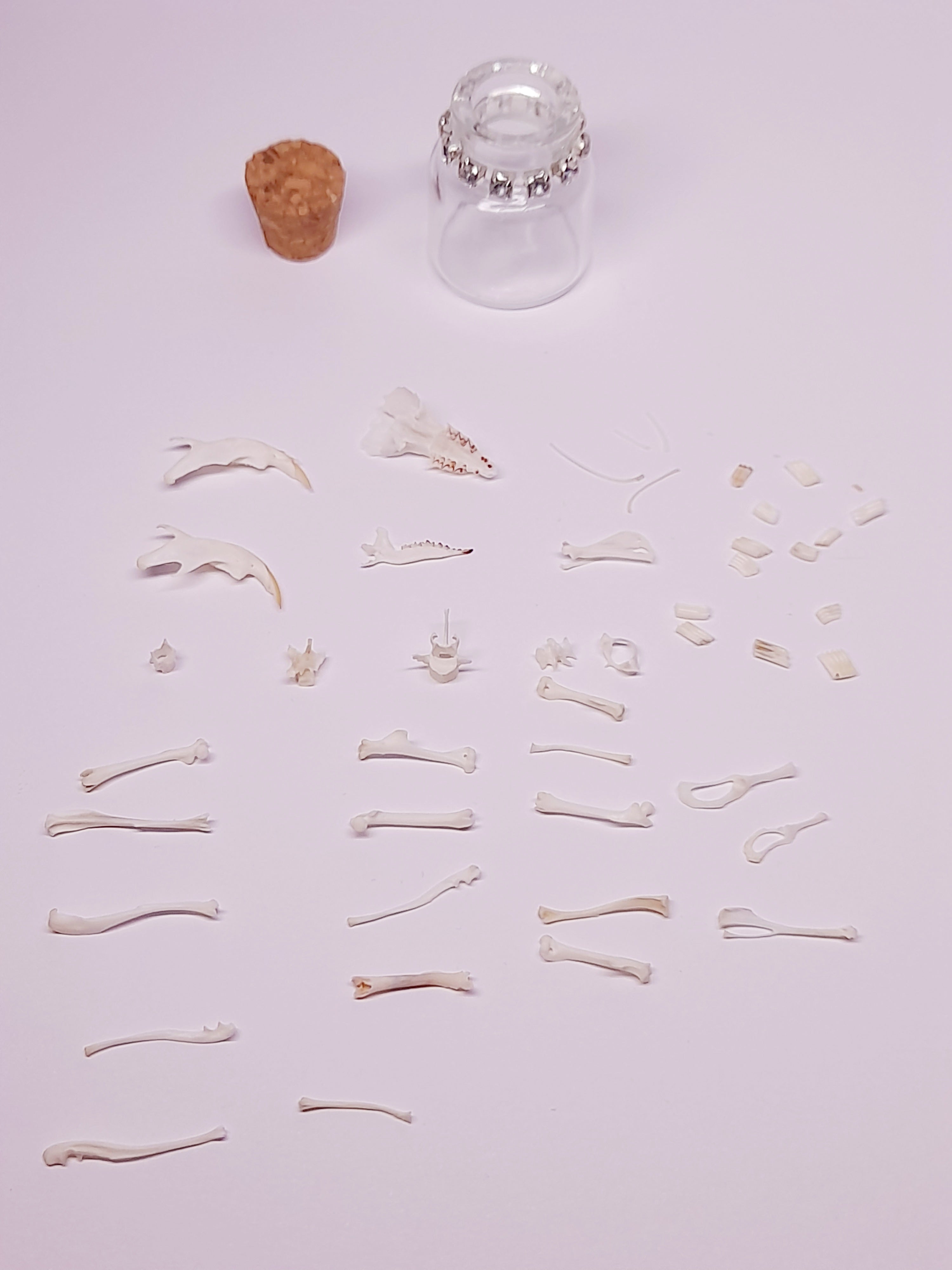Rodent Bones In Bottle
