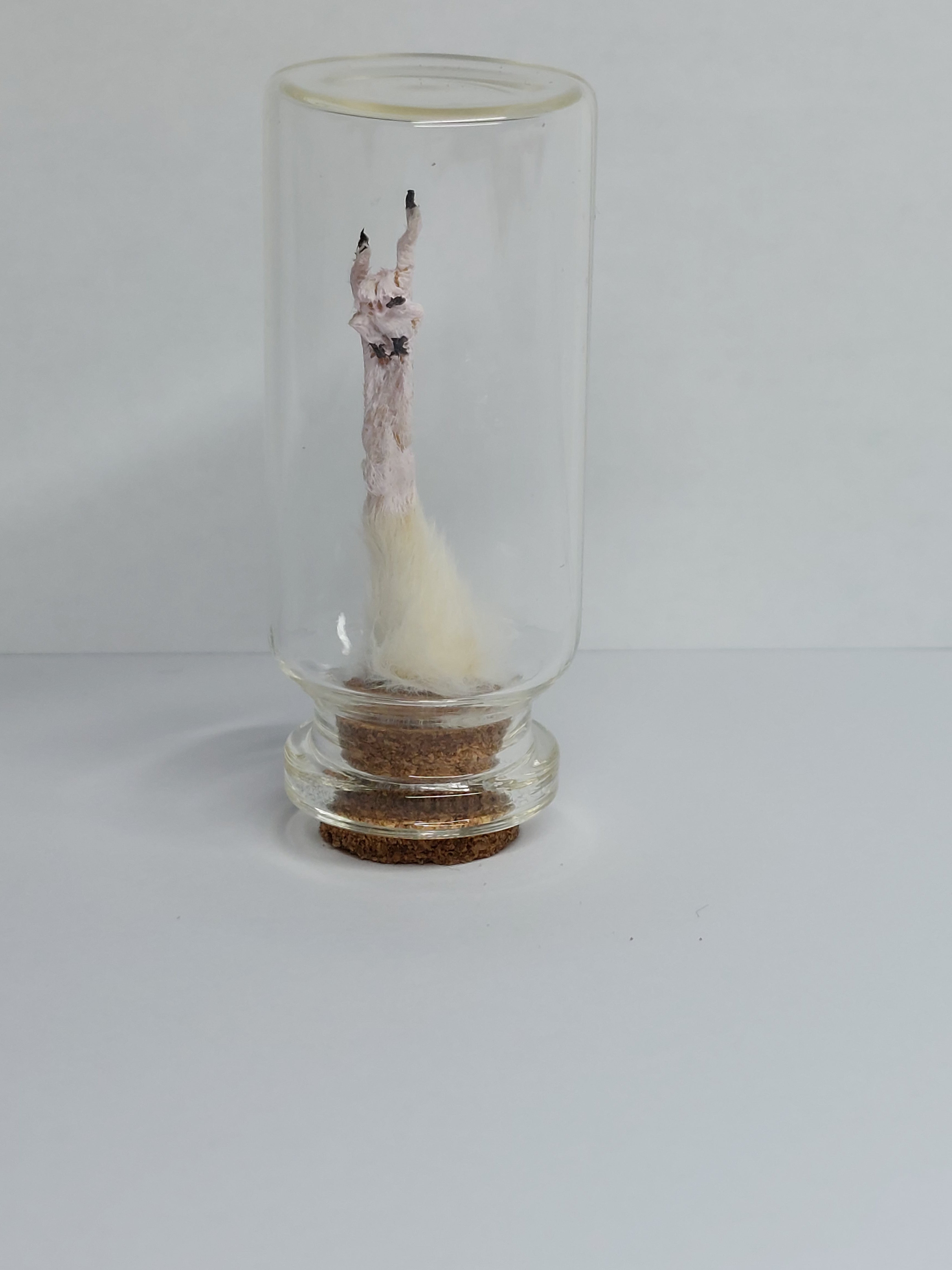 Rocker Taxidermy Mouse Arm With Jewel