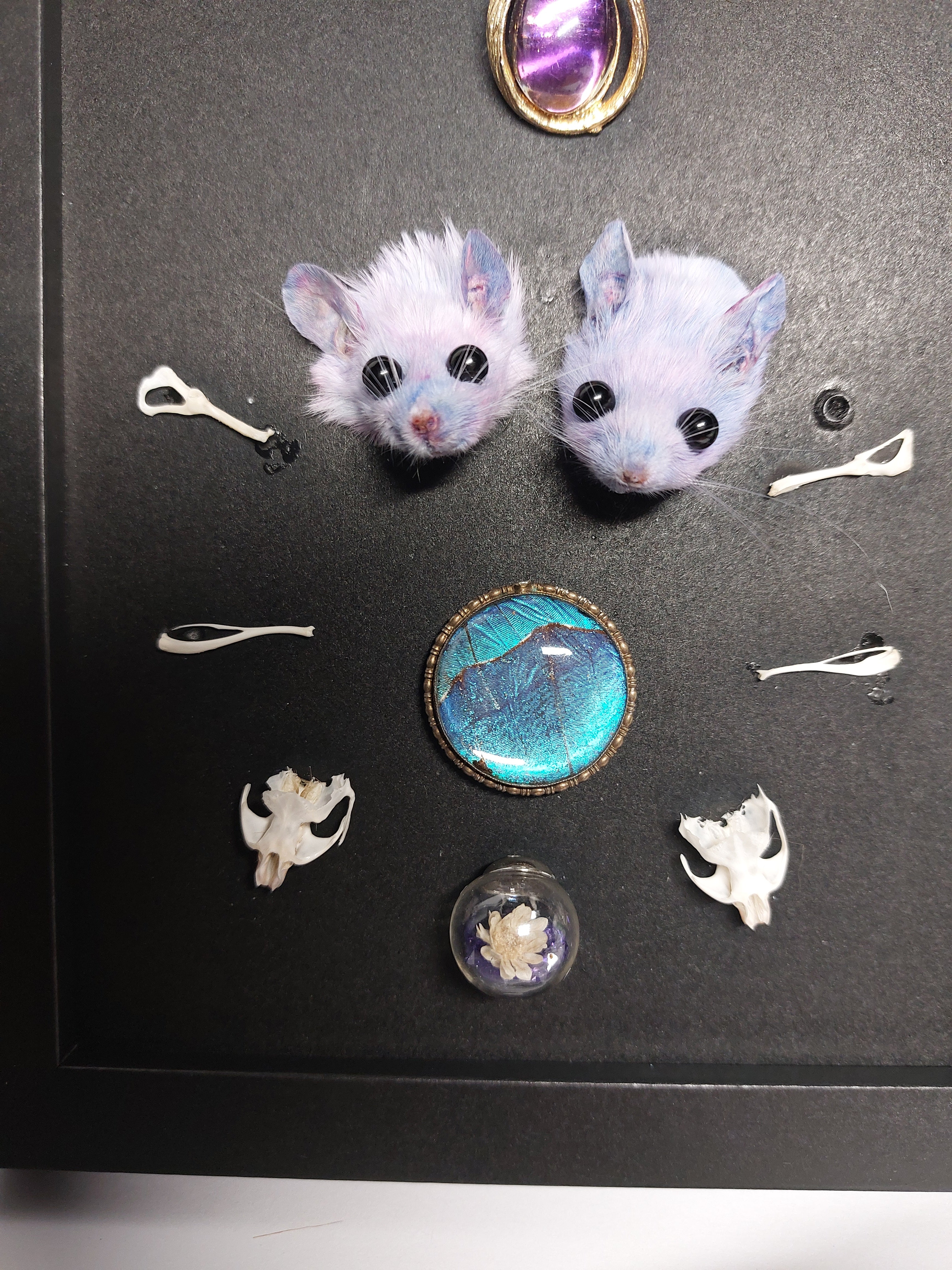 Double Trouble Taxidermy Mouse Head Oddity Frame