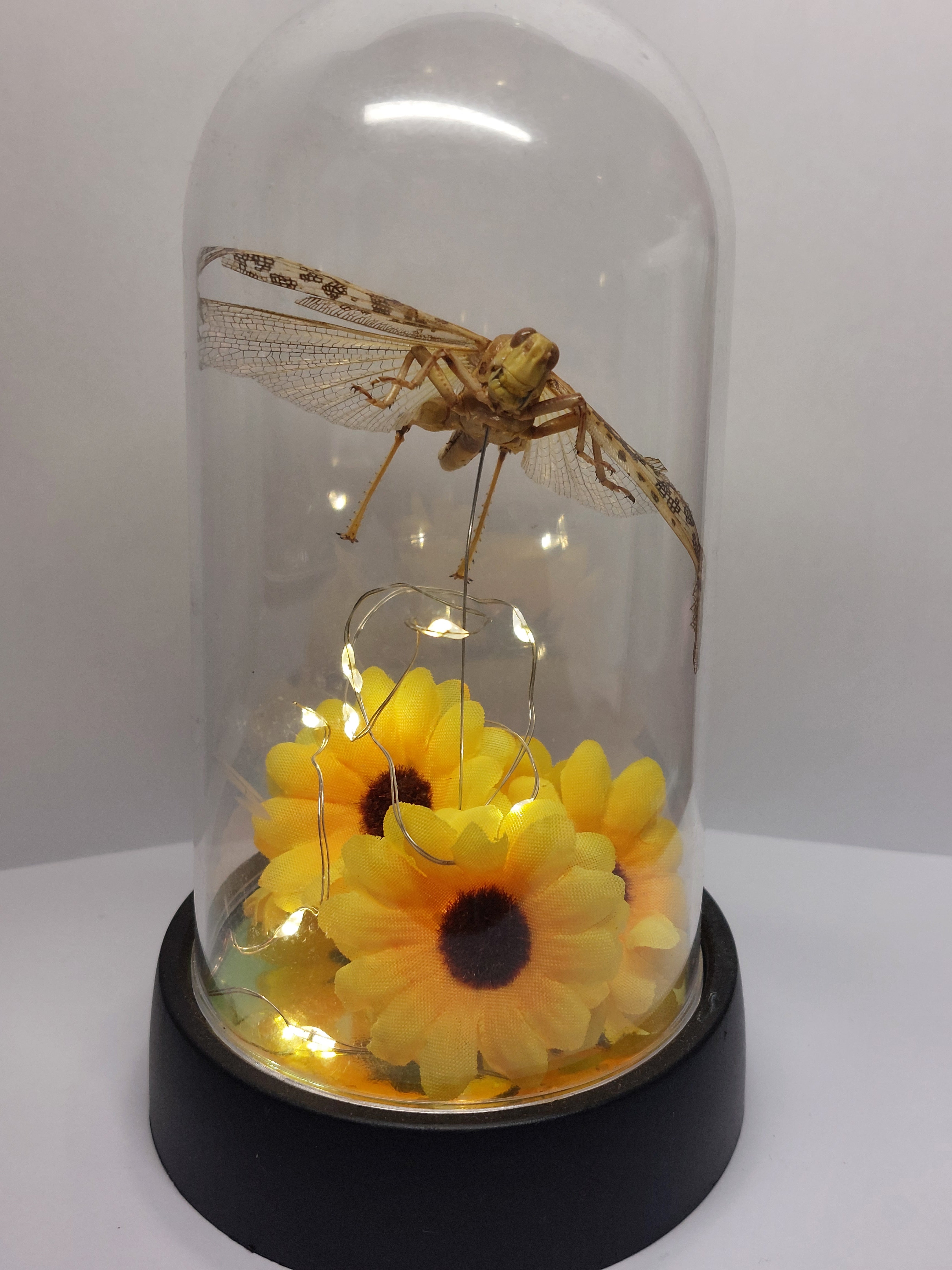 Locust In Light Up Dome
