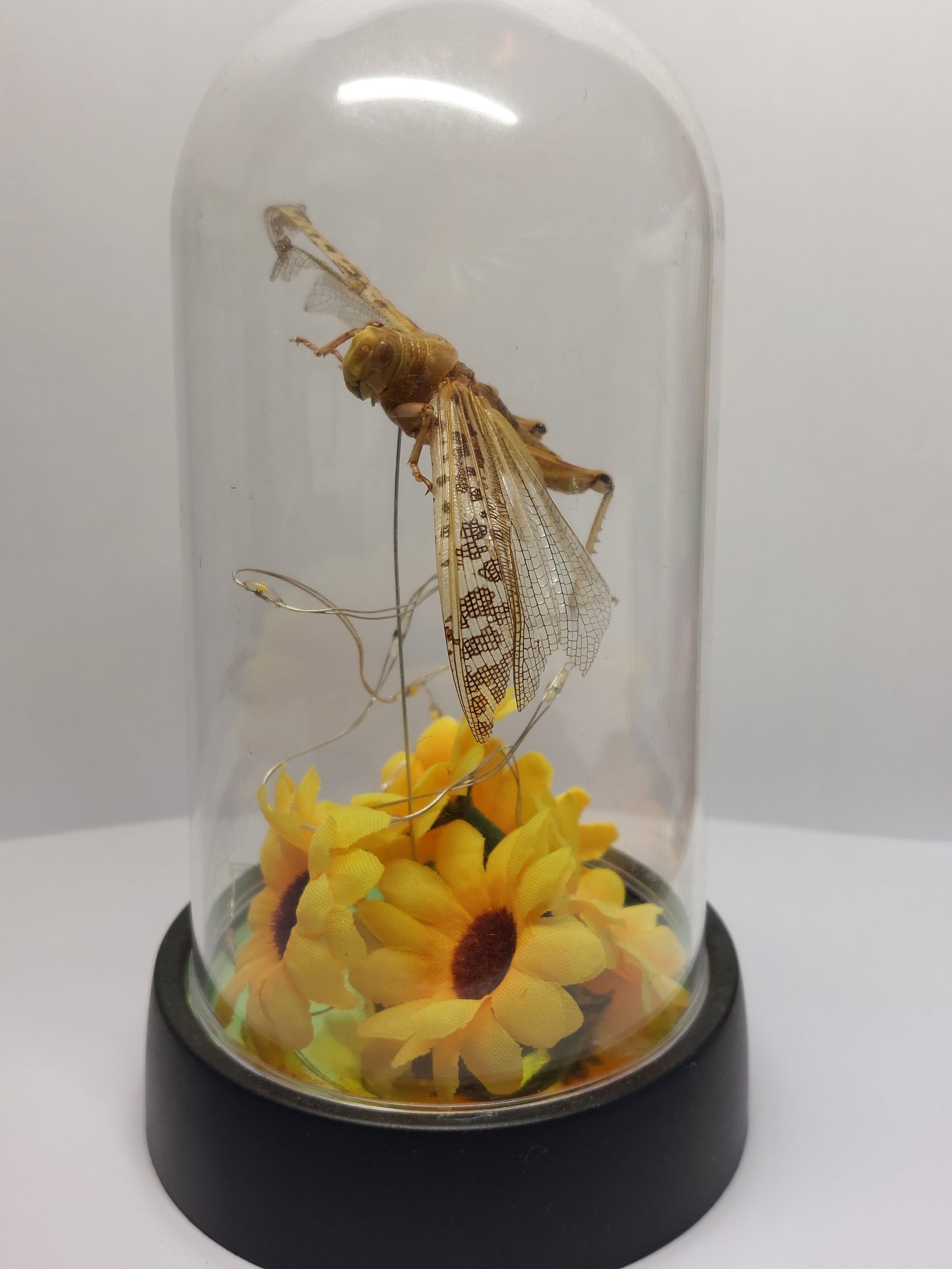 Locust In Light Up Dome