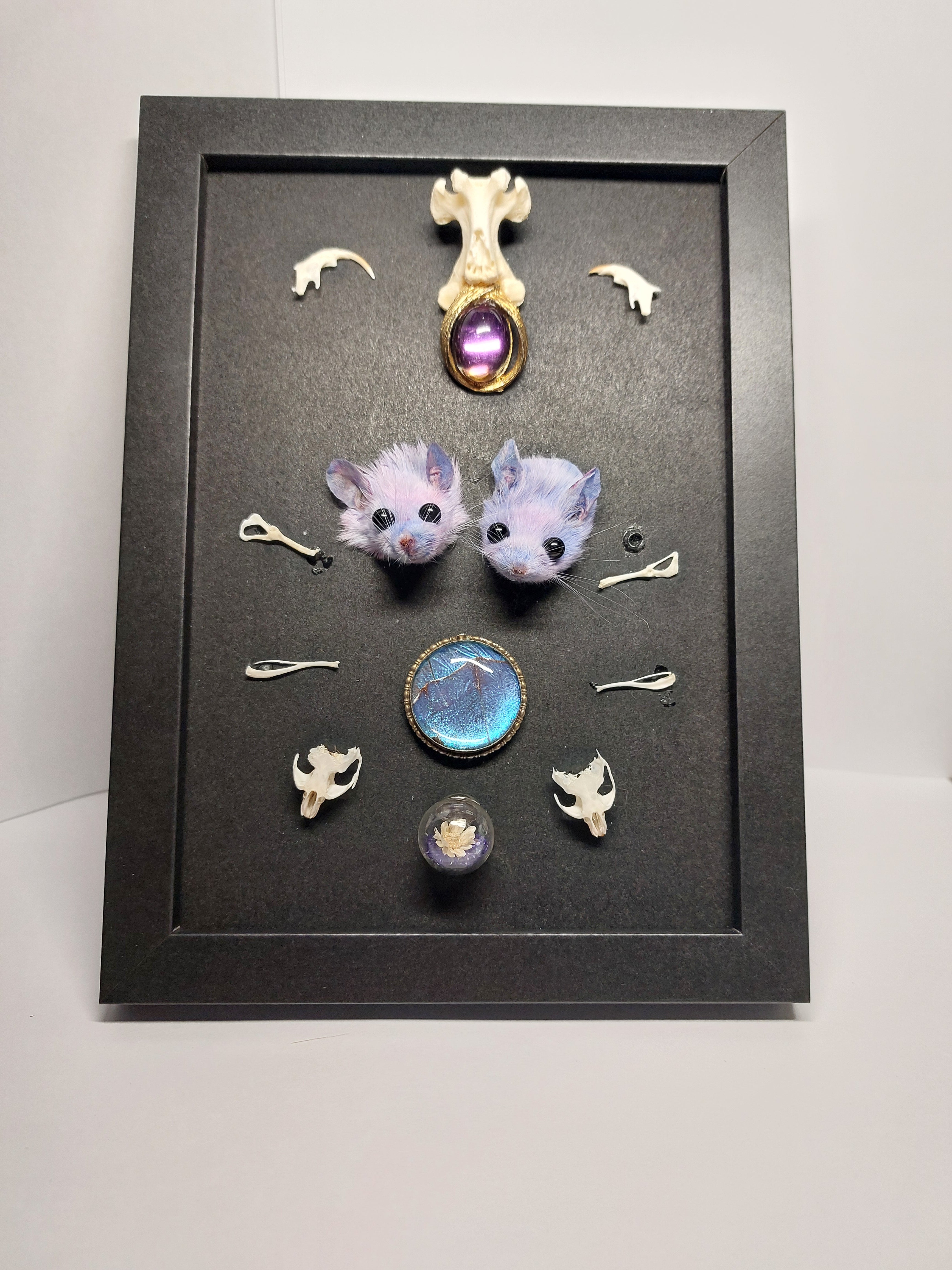 Double Trouble Taxidermy Mouse Head Oddity Frame