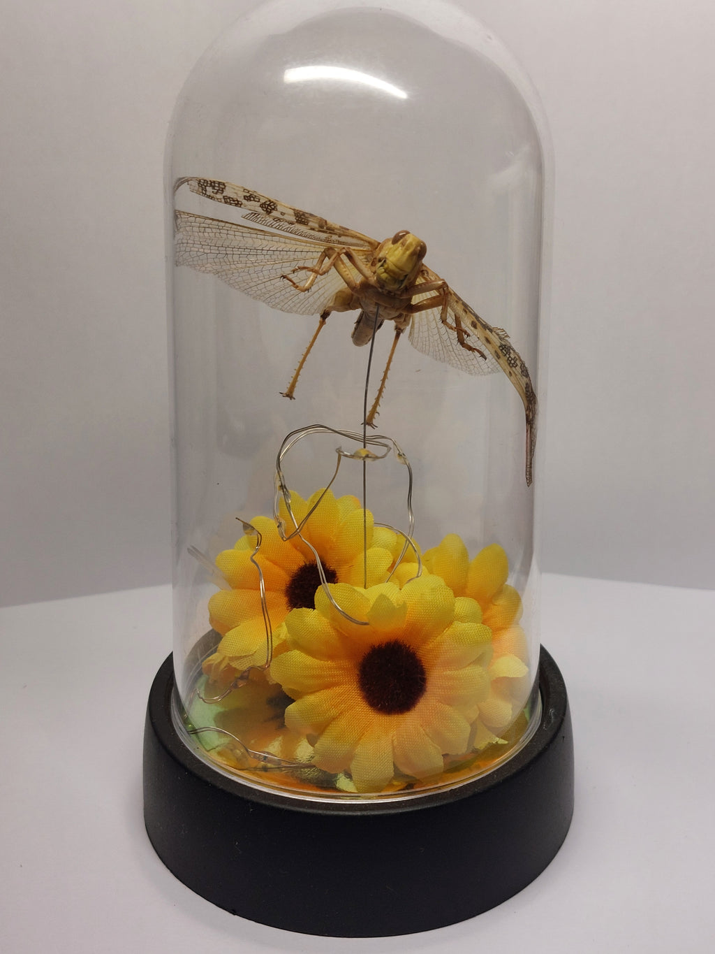 Locust In Light Up Dome