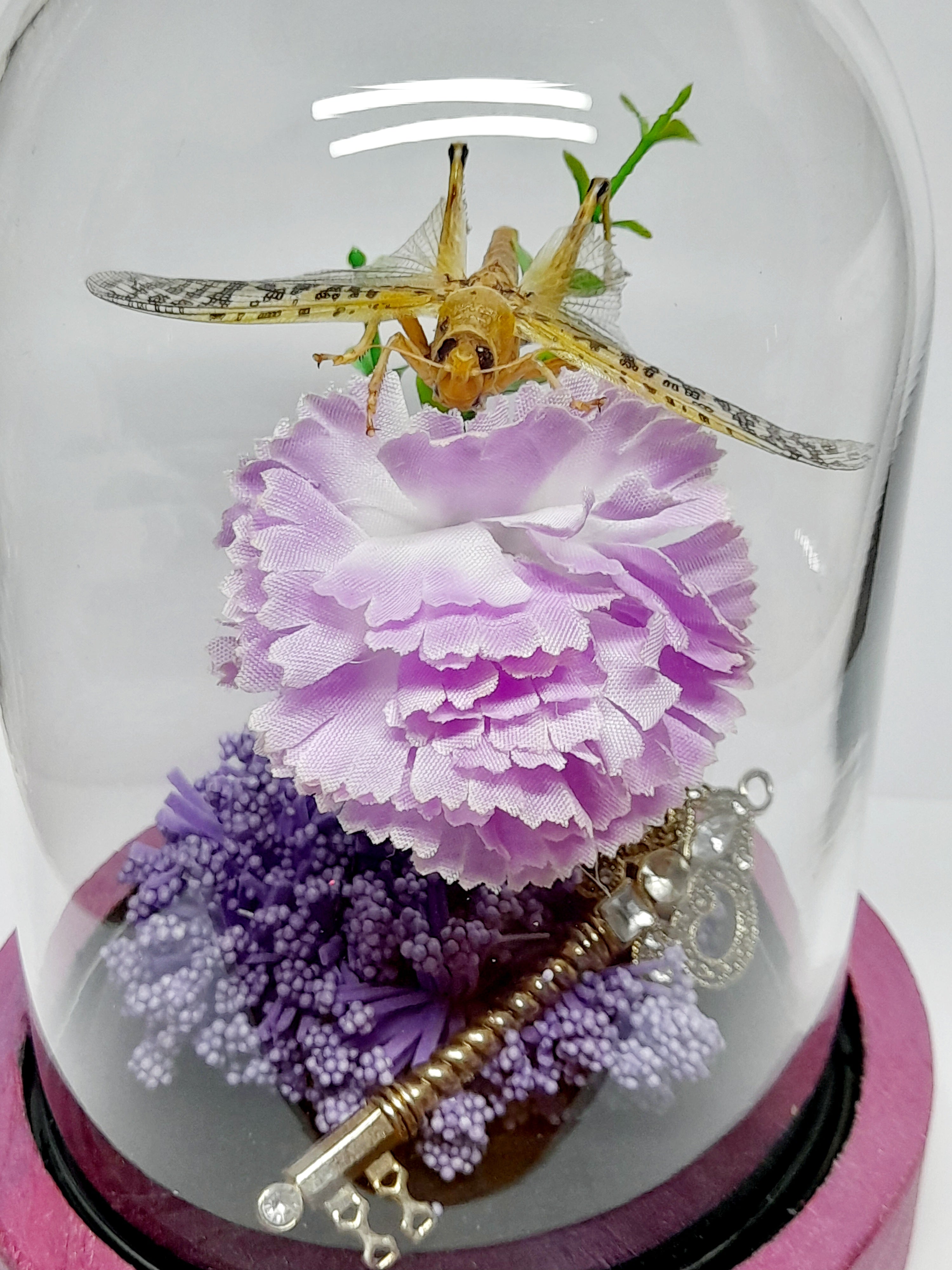 Real Locust Oddity Glass Dome