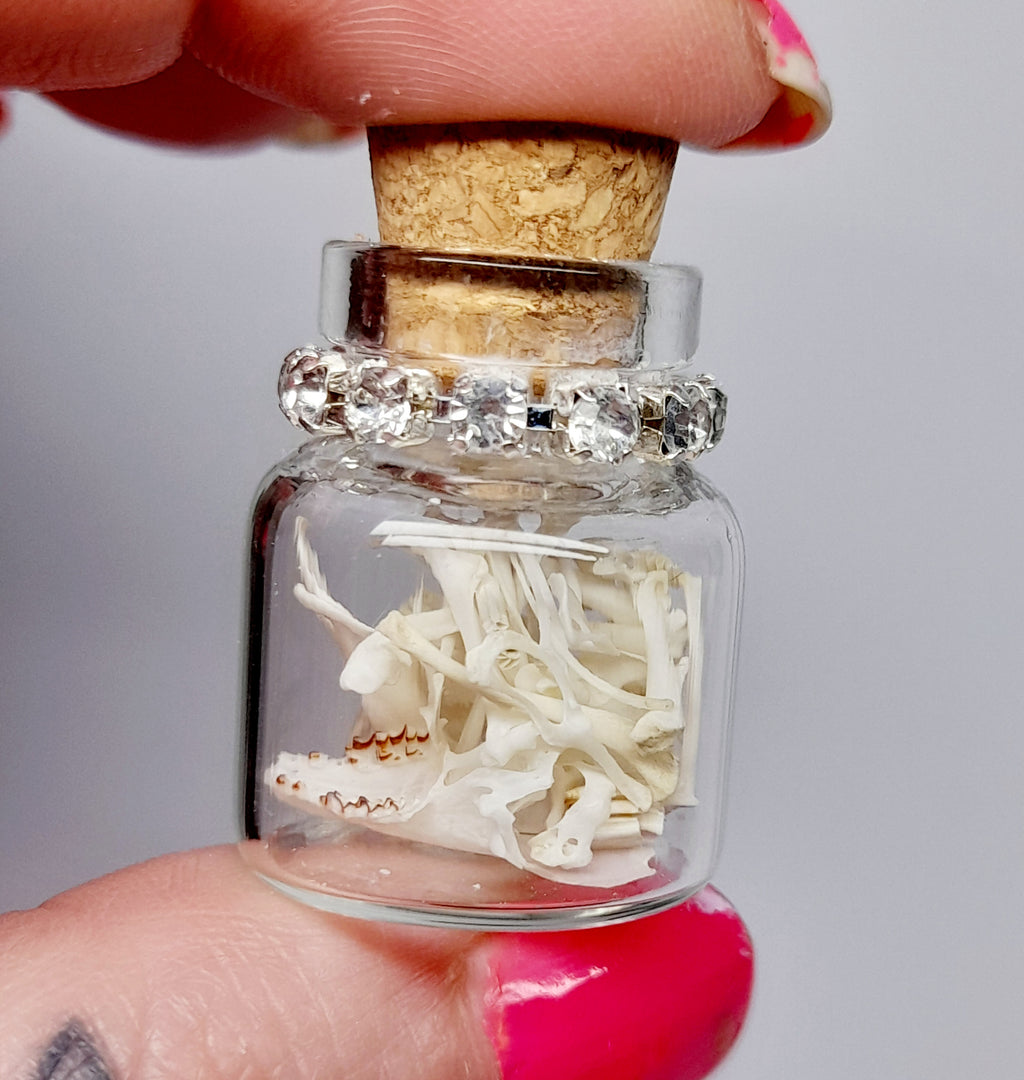 Rodent Bones In Bottle