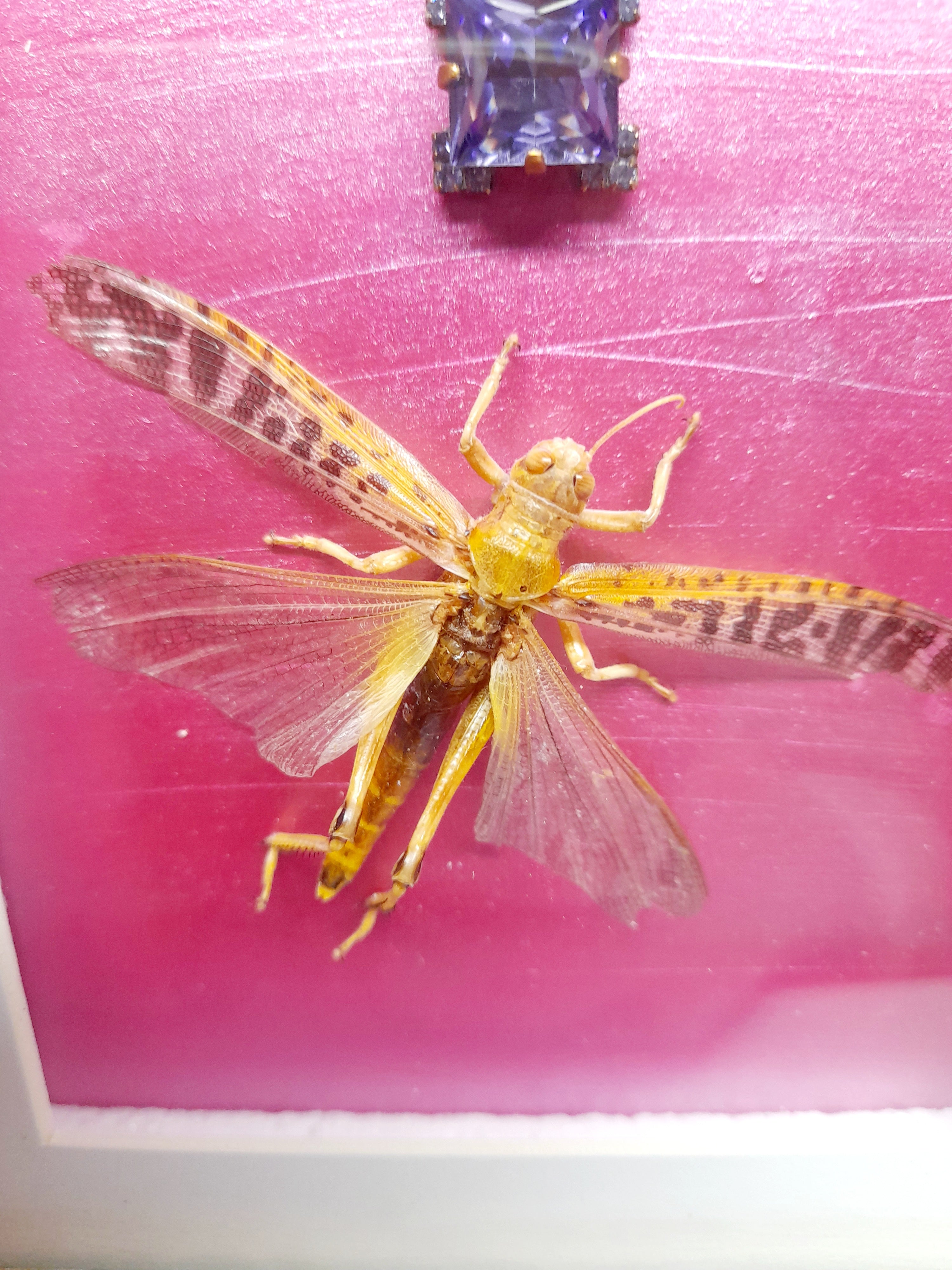 Real Locust With Cross Frame