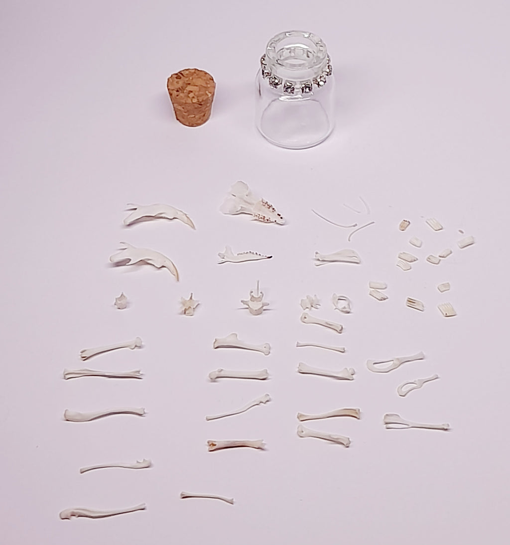 Rodent Bones In Bottle