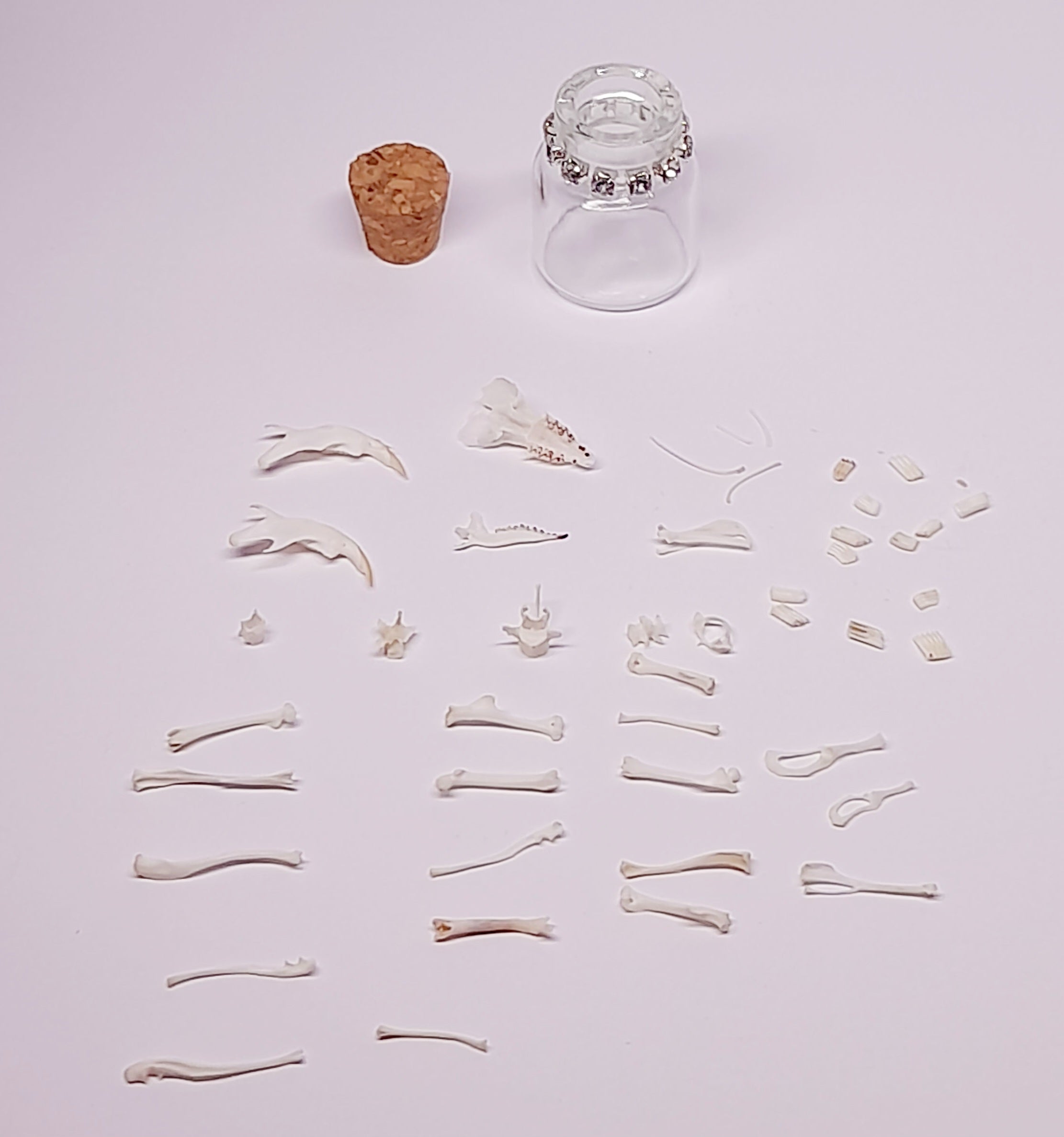 Rodent Bones In Bottle