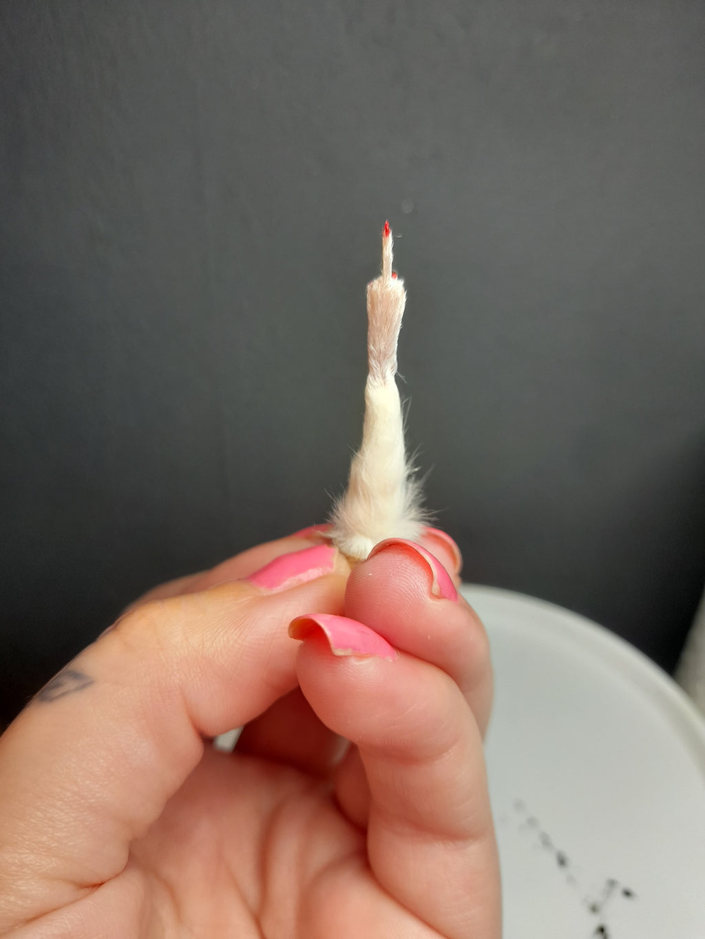 Red Nails Naughty White Taxidermy Mouse Arm