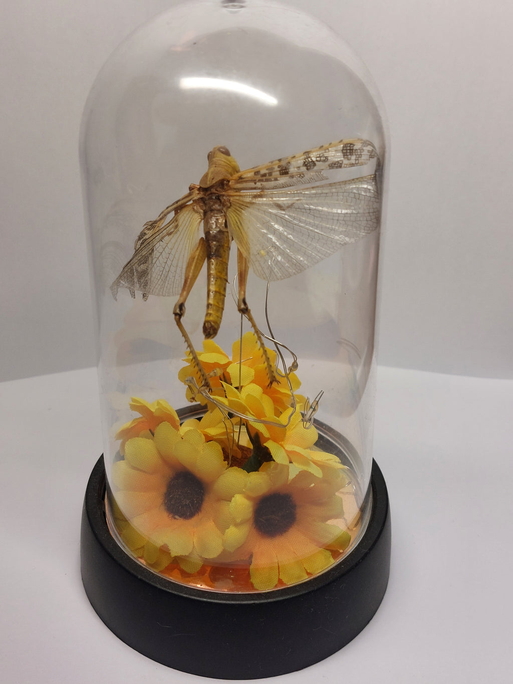 Locust In Light Up Dome