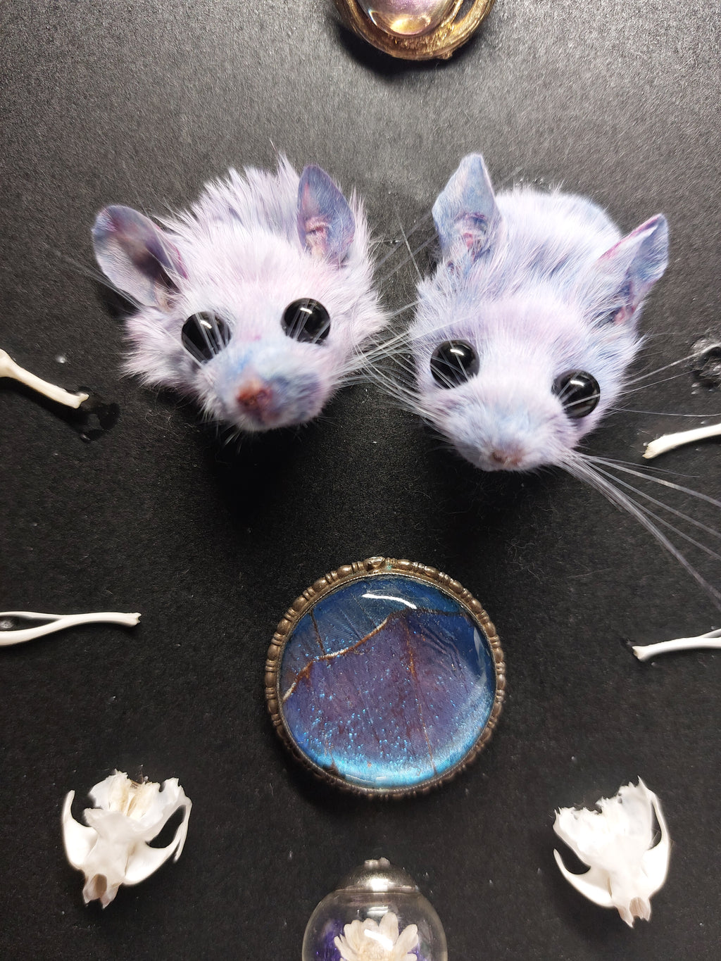 Double Trouble Taxidermy Mouse Head Oddity Frame