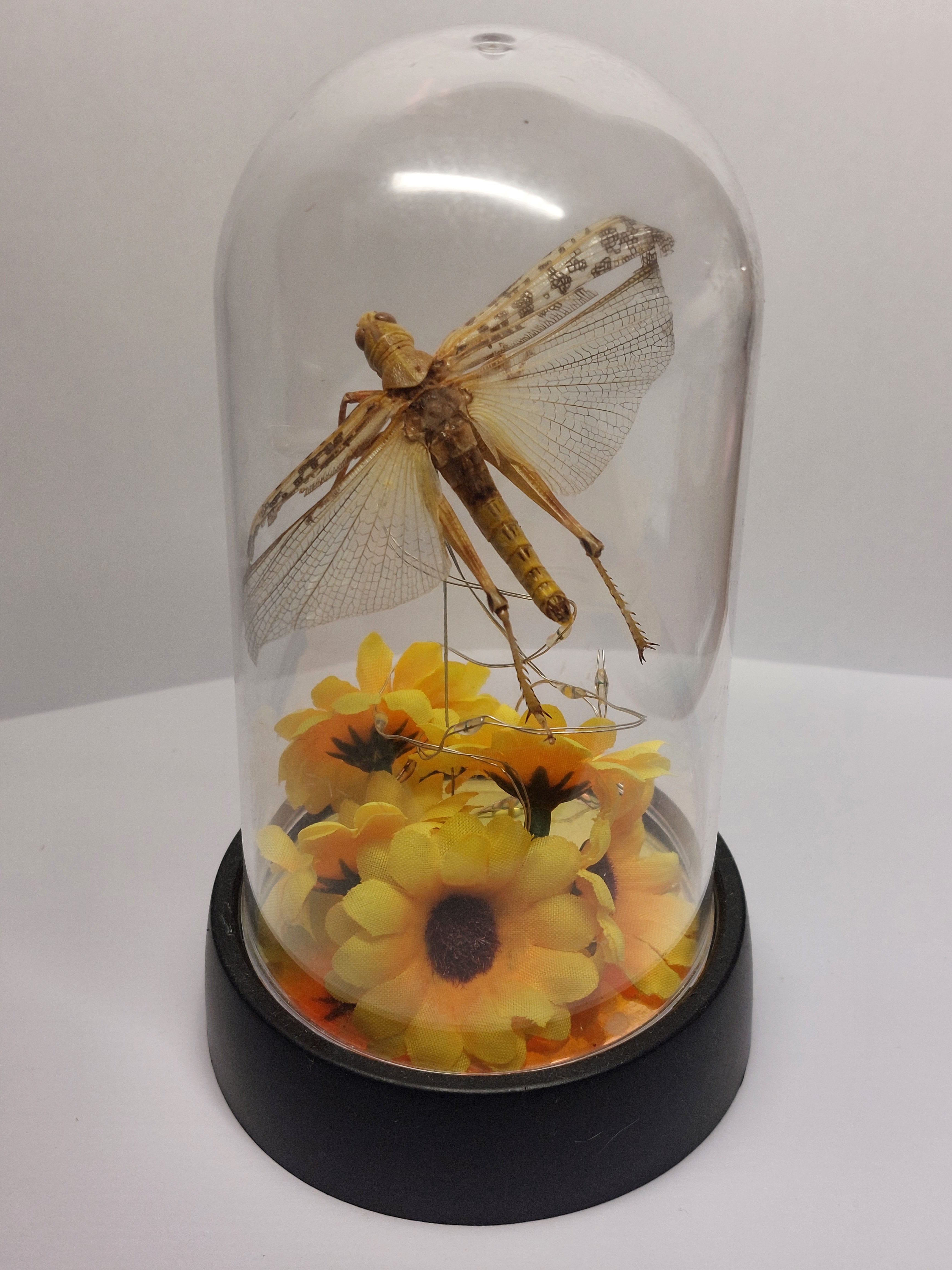 Locust In Light Up Dome