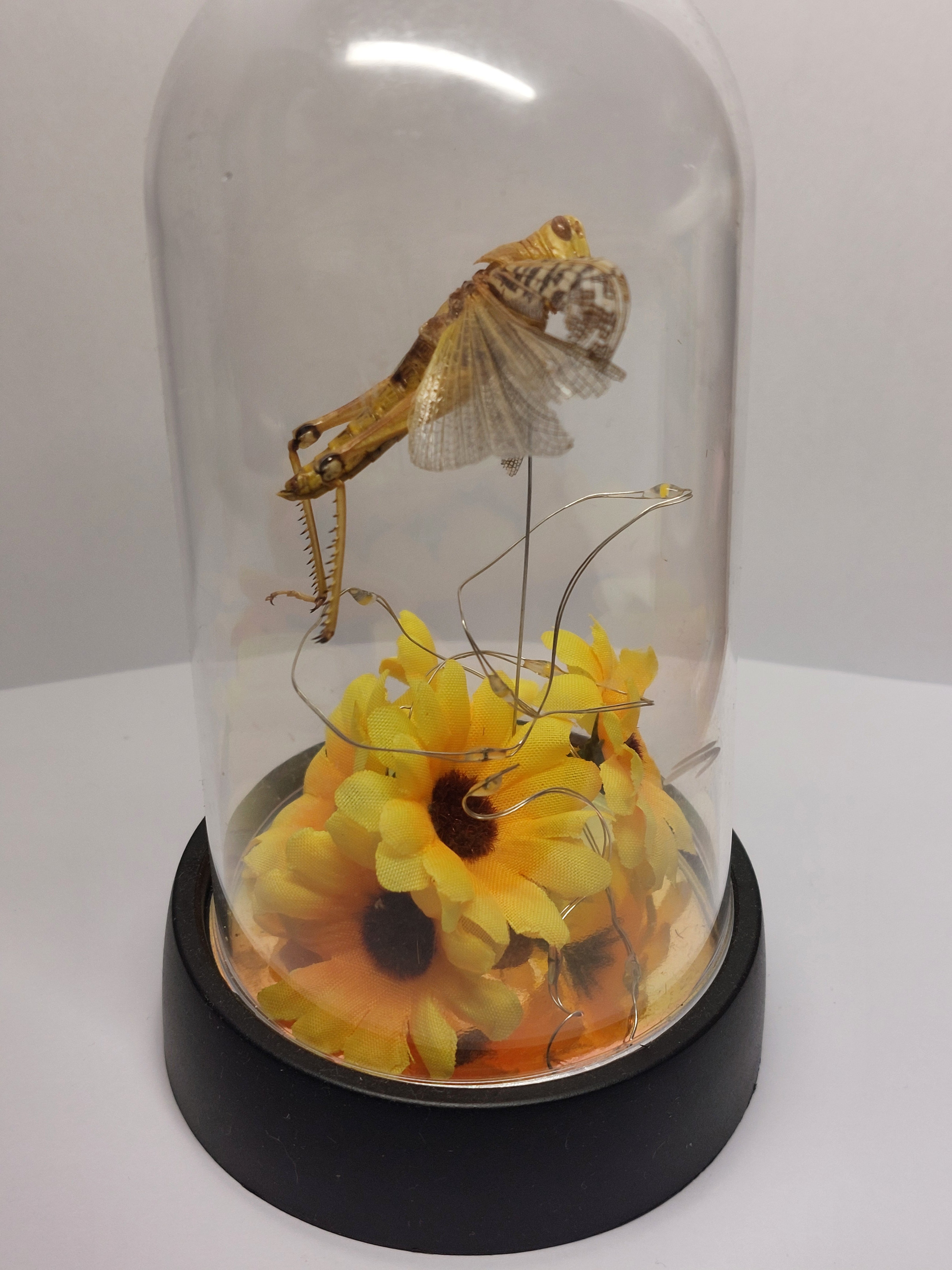 Locust In Light Up Dome