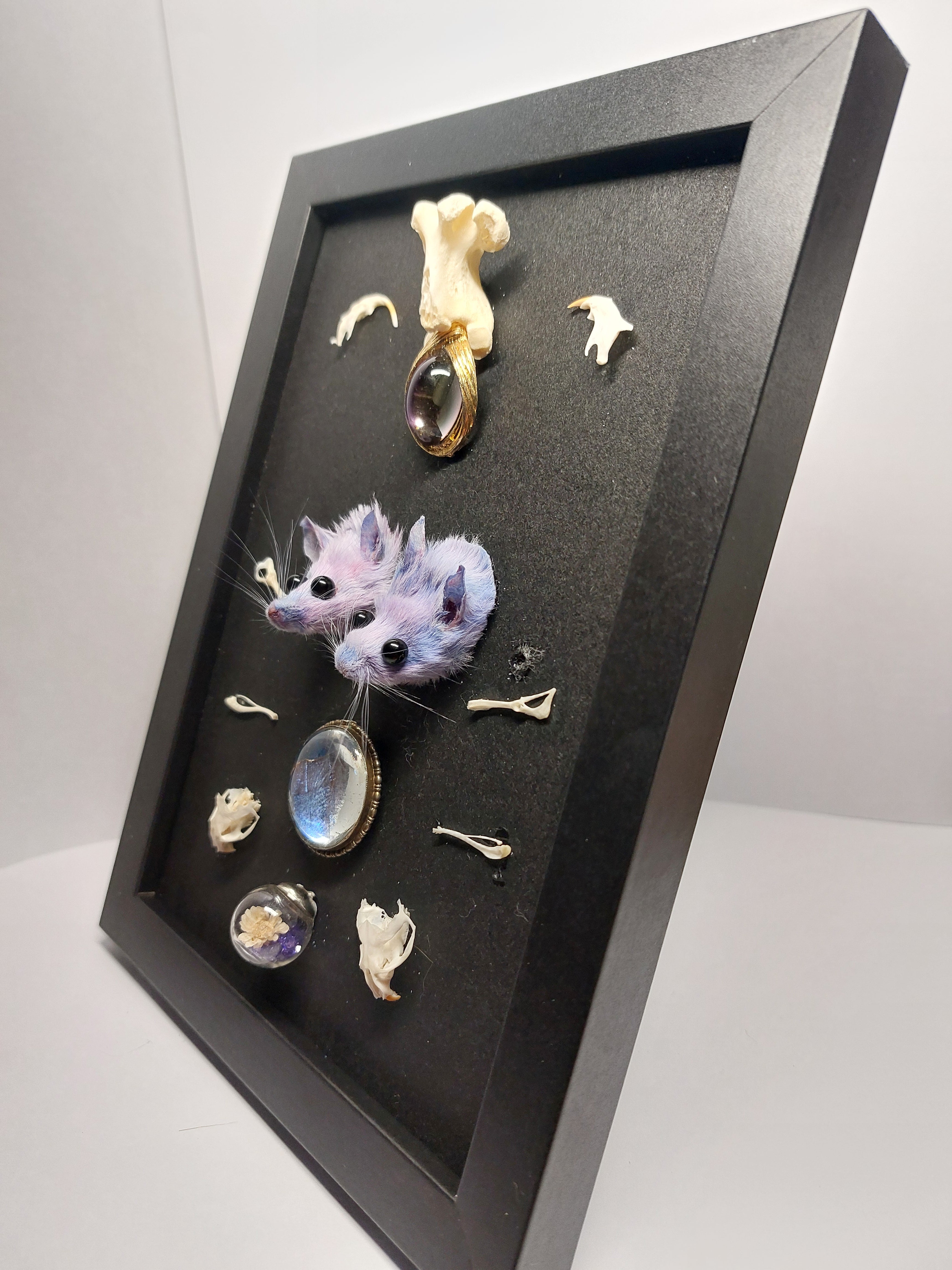 Double Trouble Taxidermy Mouse Head Oddity Frame