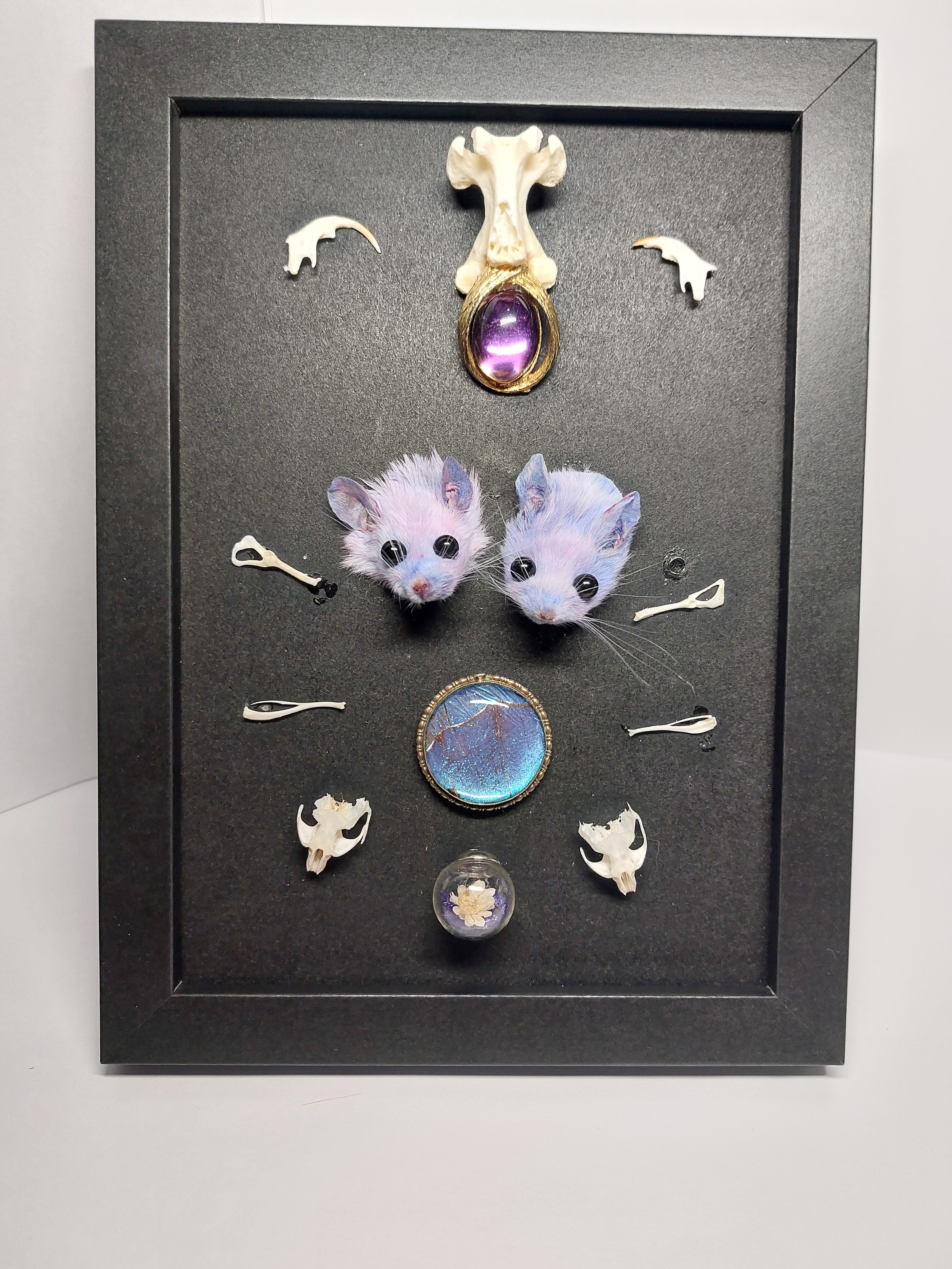 Double Trouble Taxidermy Mouse Head Oddity Frame