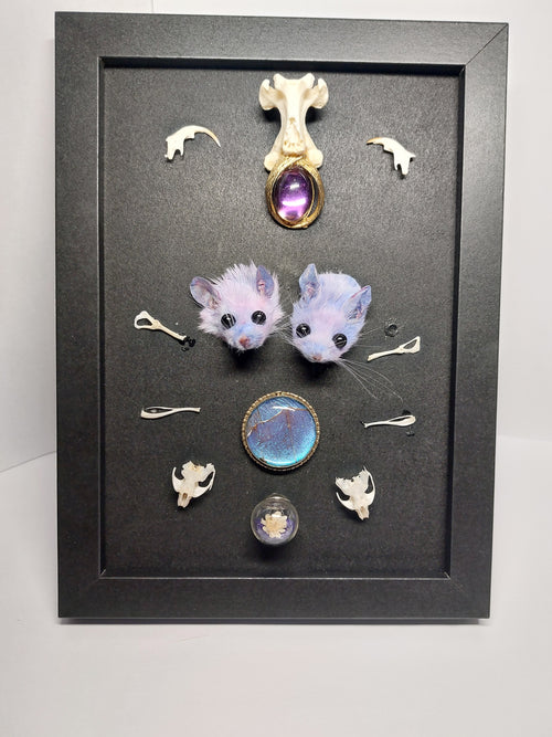 Double Trouble Taxidermy Mouse Head Oddity Frame
